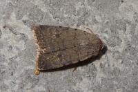 Caradrina flavirena
