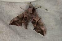 Smerinthus ocellatus ocellatus