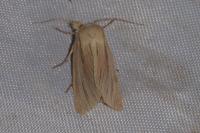 Mythimna impura