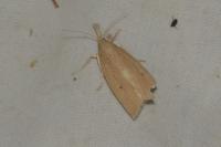 Chilo phragmitellus