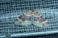 Xanthorhoe spadicearia/ferrugata