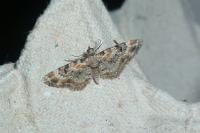 Eupithecia linariata/pulchellata/pyreneata