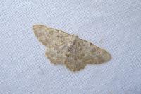 Charissa mucidaria