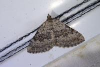 Scotopteryx bipunctaria
