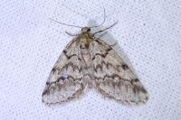 Tephronia lhommaria