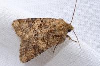 Anarta pugnax