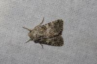Hadena luteocincta