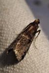 Salebriopsis albicilla