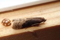 Euzophera fuliginosella
