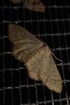 Idaea aversata