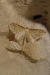 Idaea fuscovenosa