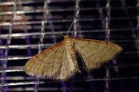 Idaea humiliata
