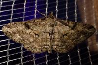 Peribatodes rhomboidaria rhomboidaria