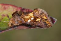 Chrysodeixis chalcites