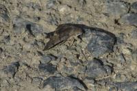 Macroglossum stellatarum