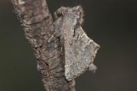 Rhegmatophila alpina