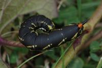 Agrius convolvuli