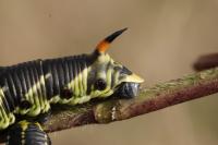 Agrius convolvuli