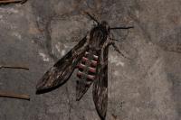 Agrius convolvuli