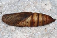 Hyles euphorbiae