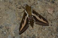 Hyles gallii