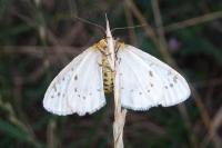 Abraxas pantaria