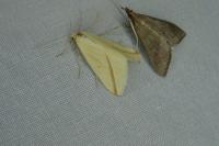 Rhodometra sacraria