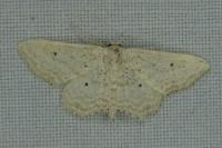 Idaea elongaria