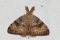 Lymantria dispar
