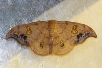 Sabra harpagula
