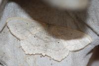 Scopula immutata