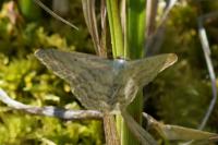 Scopula incanata