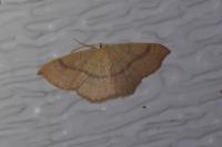 Cyclophora punctaria