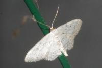 Idaea biselata