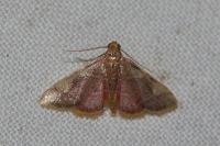 Hypsopygia costalis