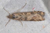 Nomophila noctuella