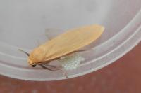 Wittia sororcula
