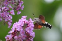 Macroglossum stellatarum