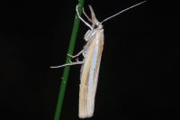 Agriphila tristella