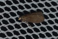 Eccopisa effractella