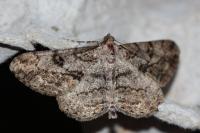 Peribatodes rhomboidaria rhomboidaria