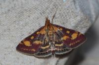Pyrausta purpuralis