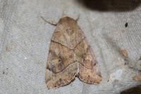 Cosmia trapezina