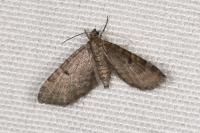 Eupithecia