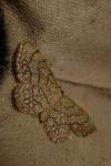 Idaea moniliata