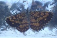 Ematurga atomaria
