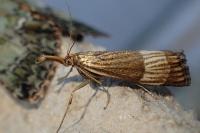 Chrysocrambus linetella