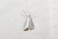 Gypsochroa renitidata