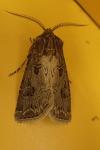 Agrotis bigramma