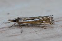 Ancylolomia tentaculella